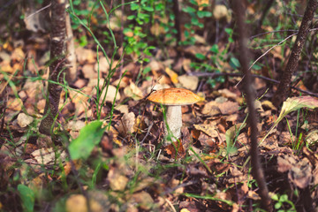 Mushroom in the forest