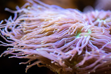 Small colorful polyp
