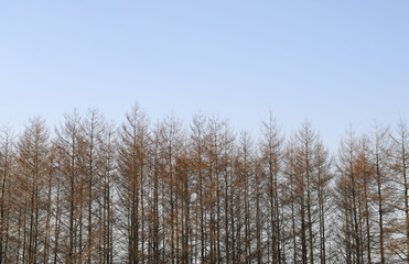 冬　木　空　素材