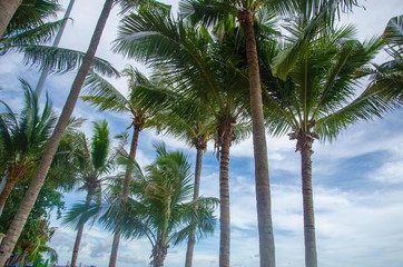 Fototapeta premium Palm Tree