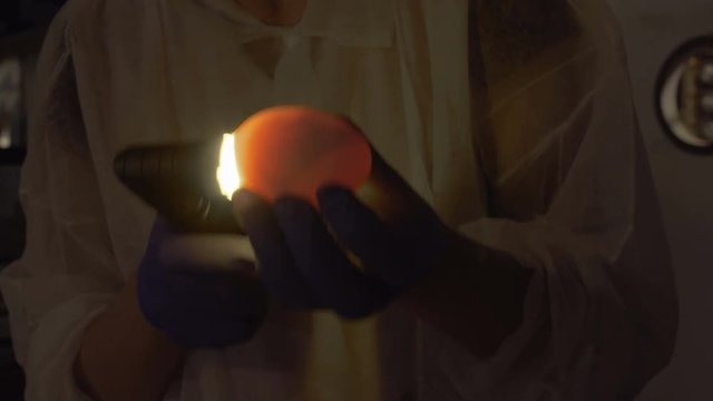 Worker check embryos in eggs with egg candler