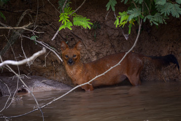 Asian Wild Dog, Dhole 