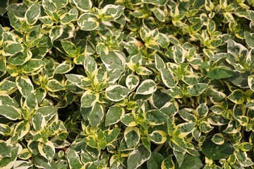 Fototapeta na wymiar fresh green Graptophyllum pictum plant in nature garden
