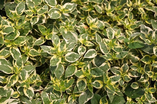 fresh green Graptophyllum pictum plant in nature garden