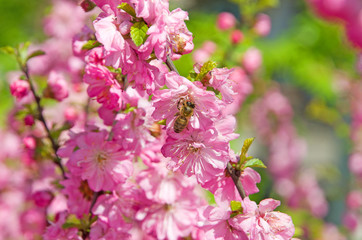 the bee pollinates flowers of the pink, Siberian Sakura