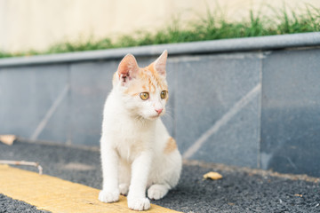 A cat is staring ahead