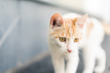 A cat is very frustrated