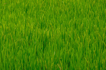 Obraz premium The green rice field with the green leaves in the good light day.
