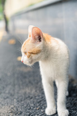 A cat is very frustrated