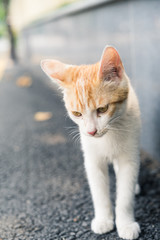 A cat is very frustrated