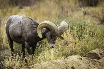 Bighorn Sheep Ram Grazes in Joshua Tree National Park