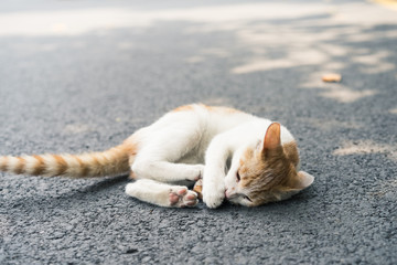 The cat feels scared and curled up together