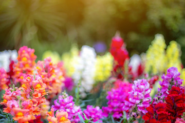 The mixed flowers garden with the green bushes with flare in the sunny day.