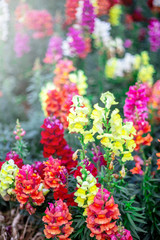 Obraz premium The mixed flowers garden with the green bushes with flare in the sunny day.