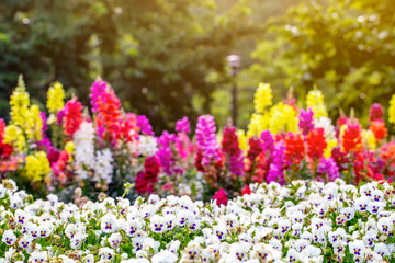 The mixed flowers garden with the green bushes with flare in the sunny day.