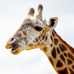 Giraffe licking nose
