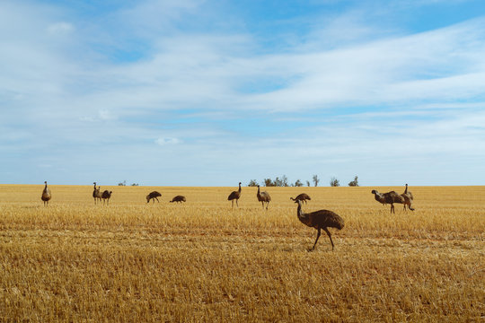 Emu Country outside of Burra, South Australia