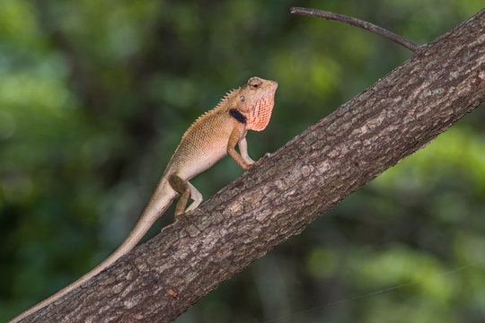 The close up portrait of oriental garden lizard climbing on the branch in natural.