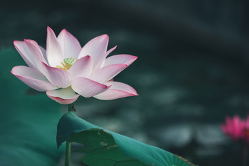 View of beautiful pink lotus flower with green leaves in pond