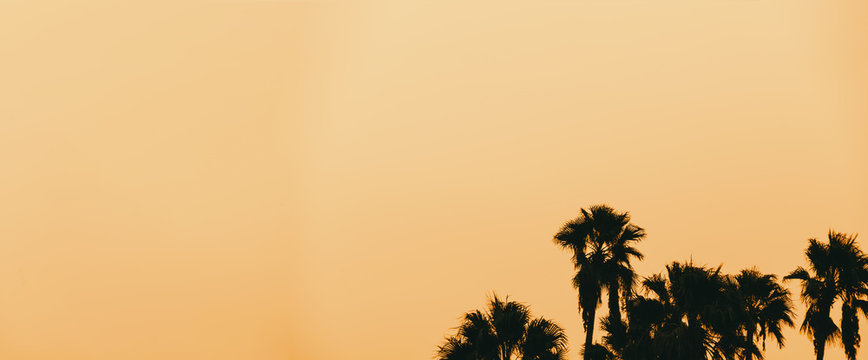 Beautiful sunset of Los Angeles palm trees