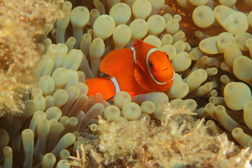 Orange Anemone Clown fish underwater close up