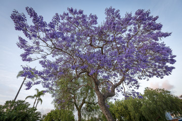 Tree with purple flowers