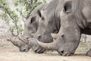 Obraz premium Three White Rhinos Rhinocerus Lined In a Row Eating Grass