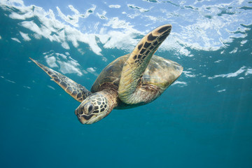 Obraz na płótnie Canvas Sea Turtle Underwater in Tropical Clear Blue Ocean from Below