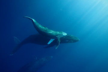 Underwater encounter with a mom and calf humpback whale in clear blue tropical water - obrazy, fototapety, plakaty