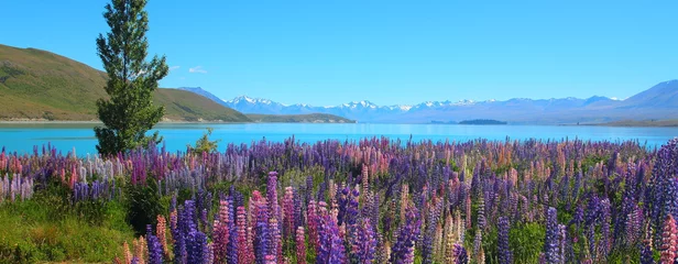 Fotobehang Kleurrijke wilde bloemen van Lupine en Alpine Lake in Nieuw-Zeeland © DaiMar