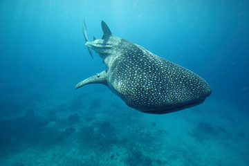 Whale Shark Swimming Past Camera Underwater