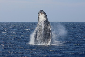 Incredible Breaching Humpback Whale