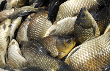 close up on live carp fish for sale