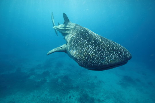 Whale Shark Swimming Past Camera Underwater © DaiMar