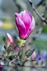 Magnolie (Magnolia), Magnoliaceae, Knospen im Frühling