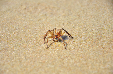 A tropical spider on the sand. Spider on the beach