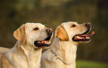 Two Yellow Labrador Retriever dogs outdoor portrait side by side