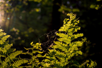 Fern in the dark forest against the sunlight
