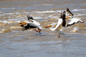 American Pelicans Take Off