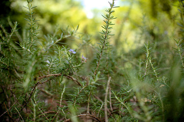 Weeping Rosemary plant. Fresh Rosemary Herb grow outdoor 