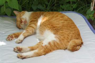 眠る茶猫