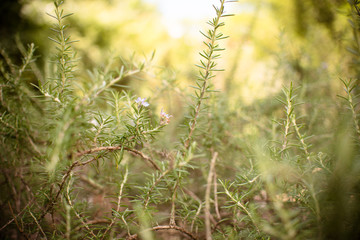 Weeping Rosemary plant. Fresh Rosemary Herb grow outdoor 