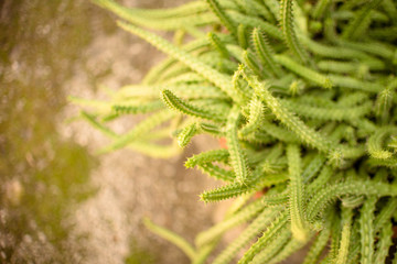 Rat Tail Cactus outdoors on the blur background of stone. Disocactus flagelliformis