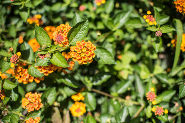 Lantana camara, Colorful Hedge Flower.
