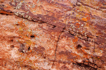 Orange lichen on sandstone in the Bears Ears wilderness of the Southern Utah desert