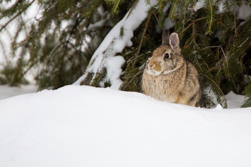 Naklejka premium Rabbit in the Snow