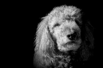 Golden Doodle Headshot