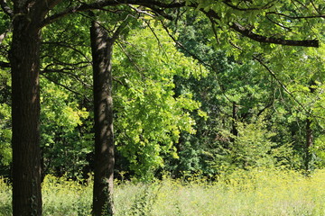 Fototapeta premium Forêt