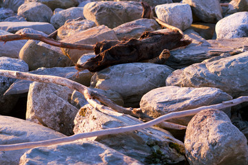 Driftwood on the beach