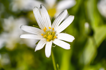 white flowering in the green season garden
